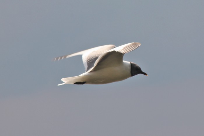 Sabine's Gull