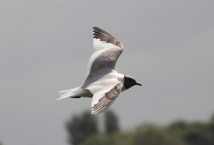 Sabine's Gull