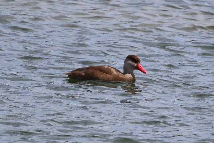 Red-crested Pochard 