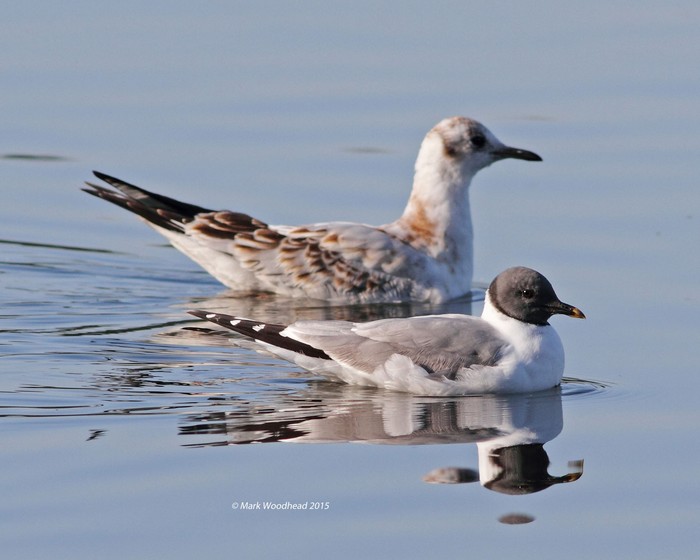 Sabine's Gull