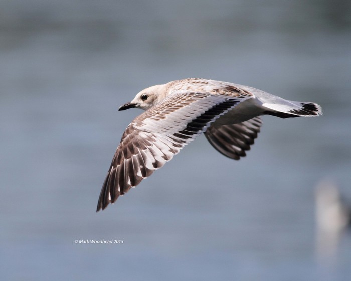 Mediterranean Gull