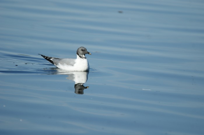 Sabine's Gull