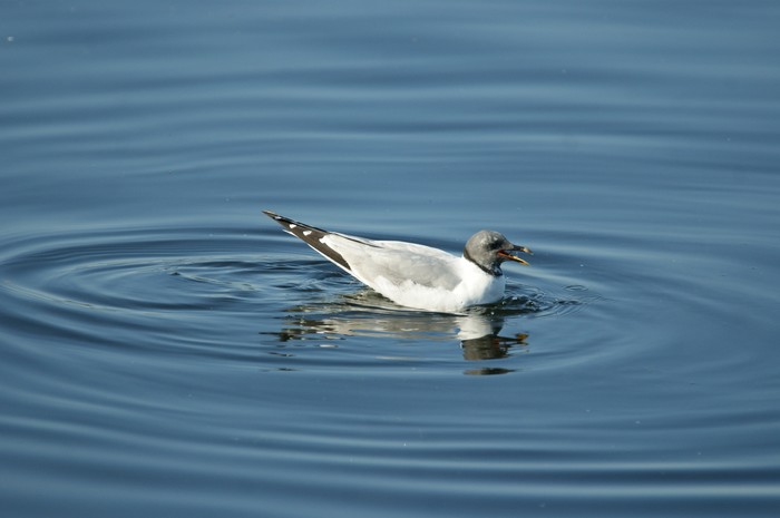 Sabine's Gull