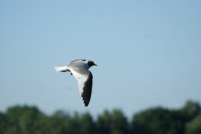 Sabine's Gull