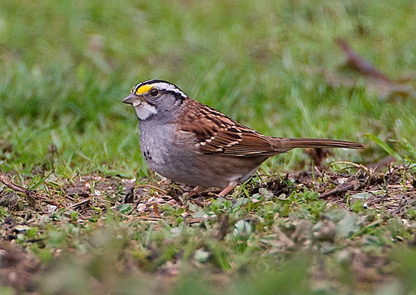 White-throated Sparrow