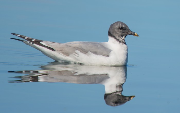 Sabine's Gull