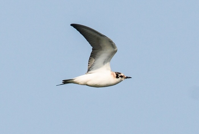 White-winged Black Tern