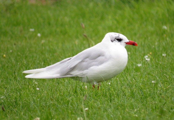 Mediterranean Gull