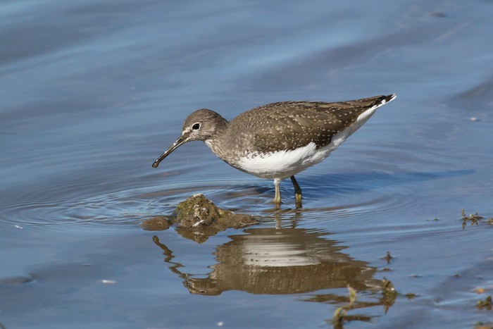 Green Sandpiper