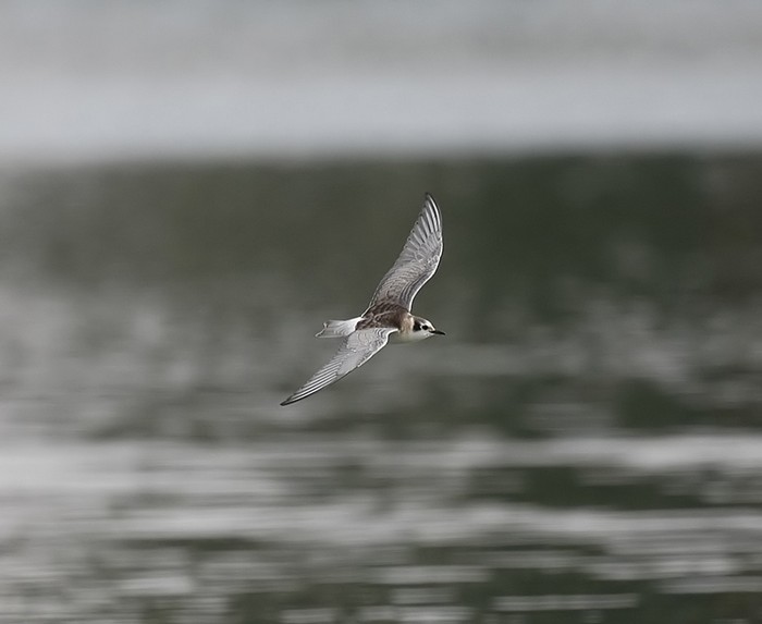 White-winged Black Tern