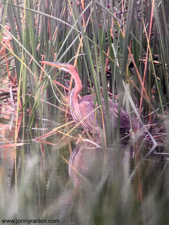 Purple Heron