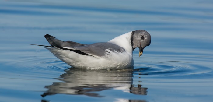 Sabine's Gull