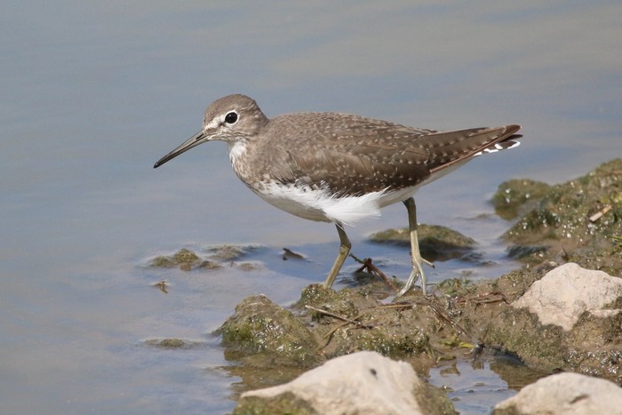 Green Sandpiper