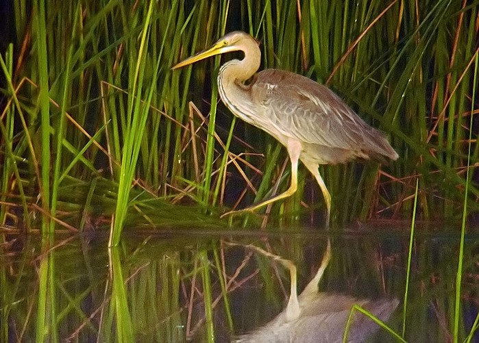 Purple Heron