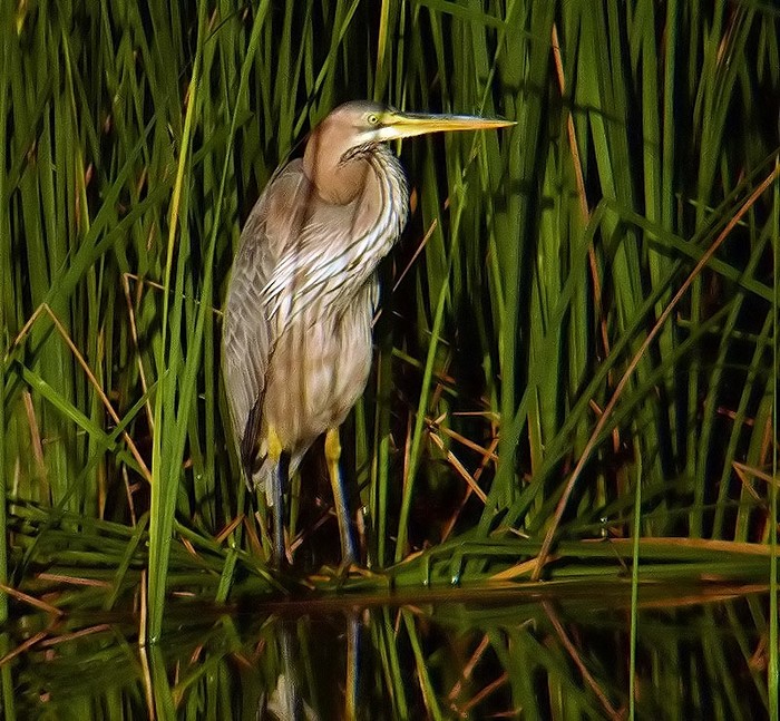 Purple Heron