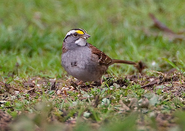White-throated Sparrow
