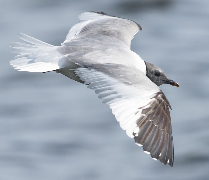 Sabine's Gull