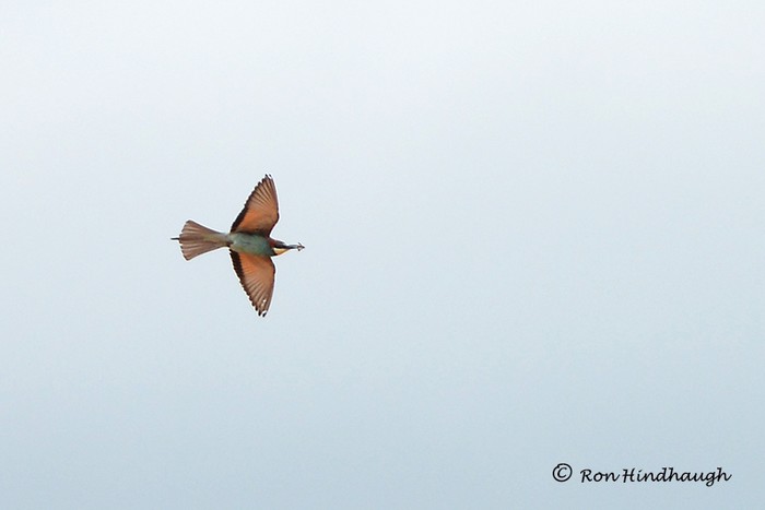 Bee-eater