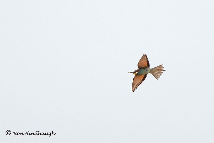 Bee-eater