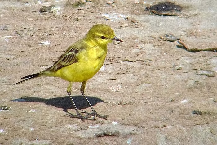 Yellow Wagtail