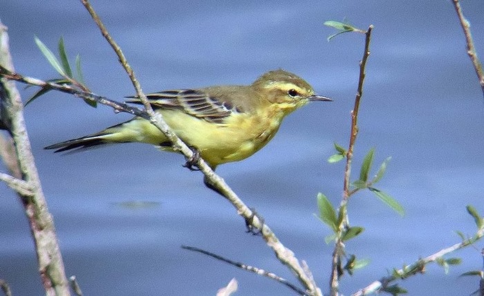 Yellow Wagtail