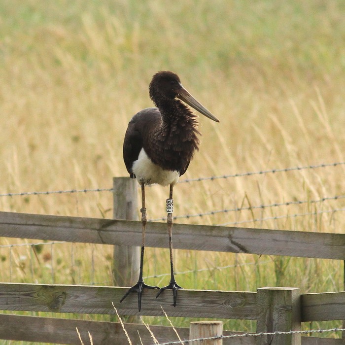 Black Stork