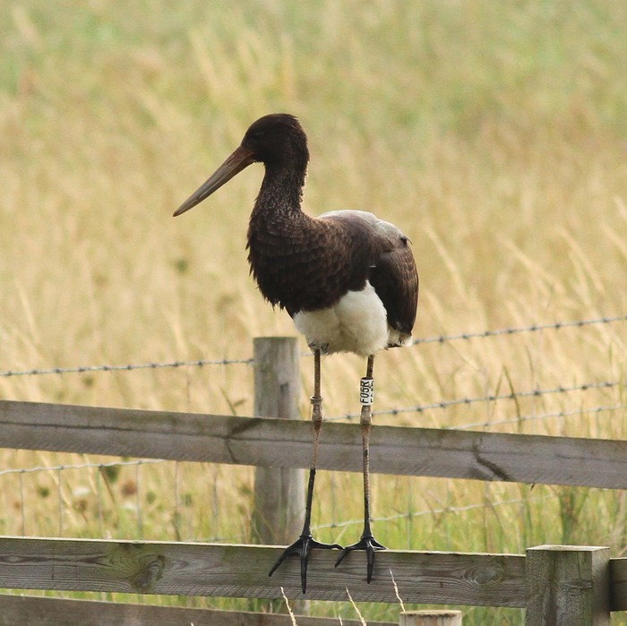 Black Stork