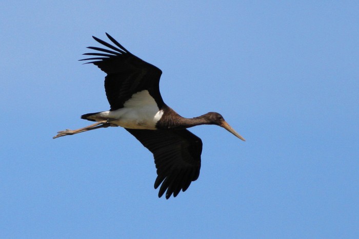 Black Stork