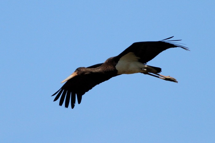 Black Stork