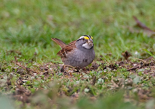 White-throated Sparrow