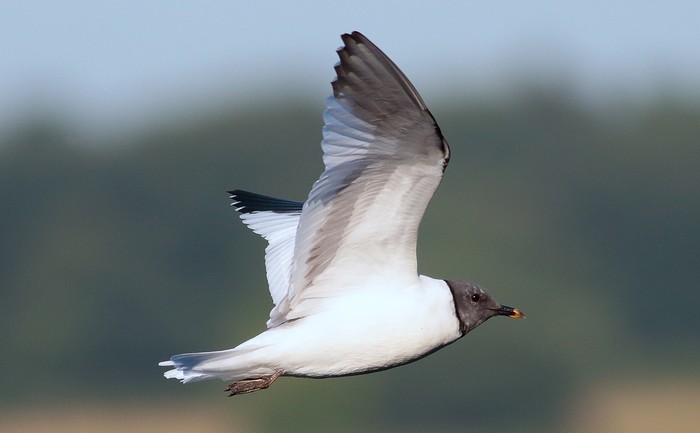 Sabine's Gull