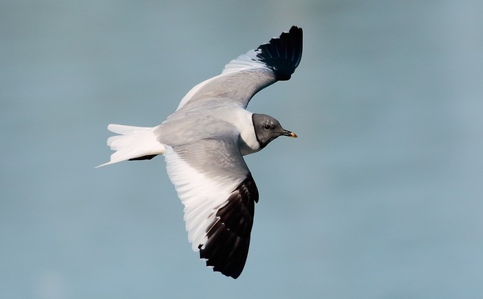 Sabine's Gull