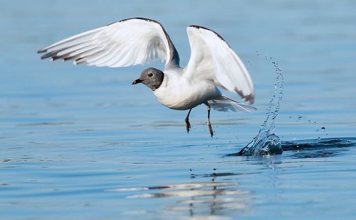 Sabine's Gull