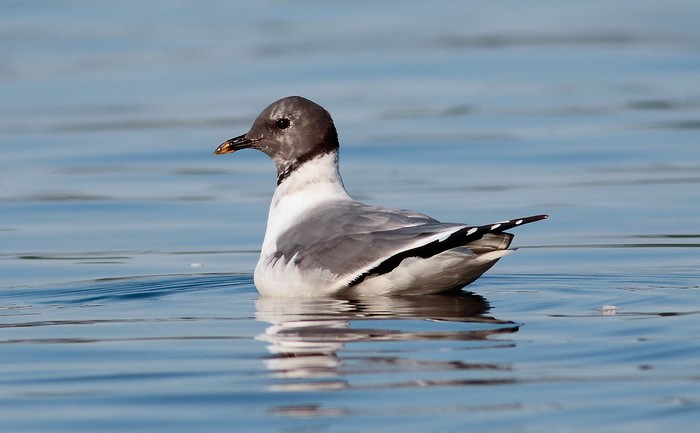 Sabine's Gull