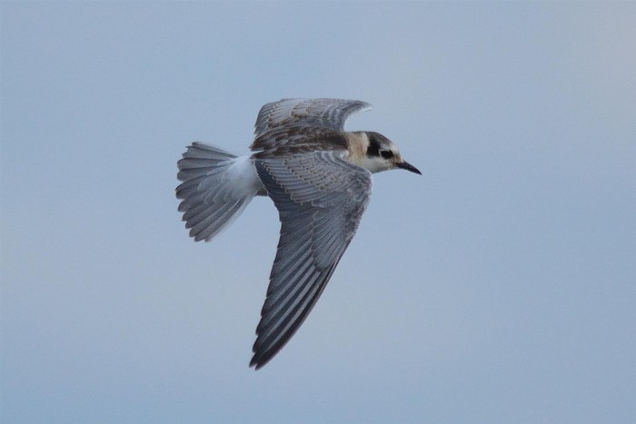 White-winged Black Tern