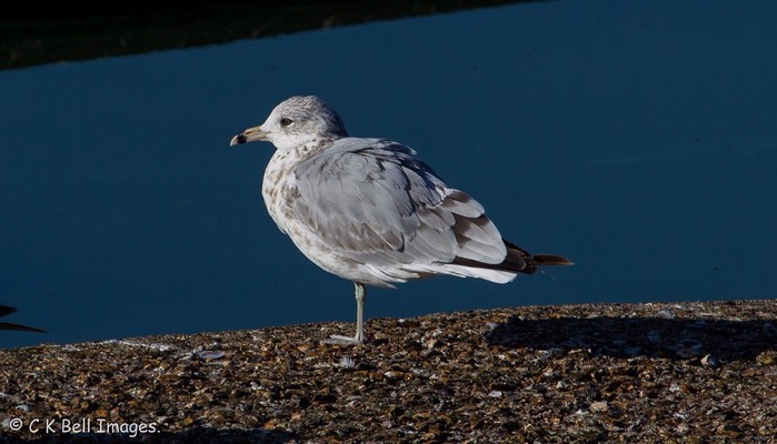 Ring-billed Gull