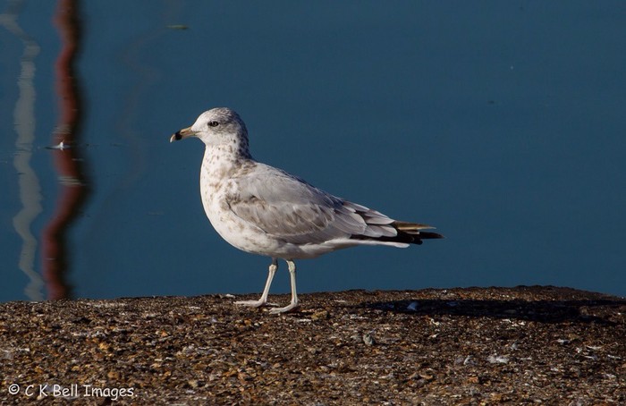 Ring-billed Gull
