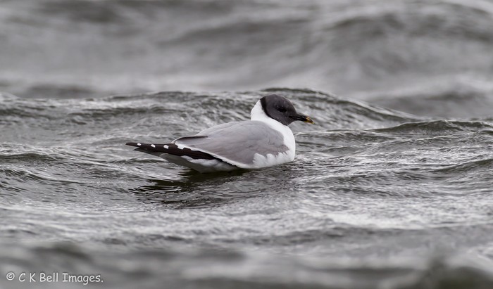 Sabine's Gull