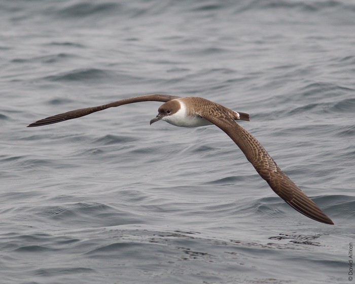 Great Shearwater