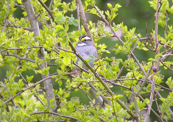White-throated Sparrow