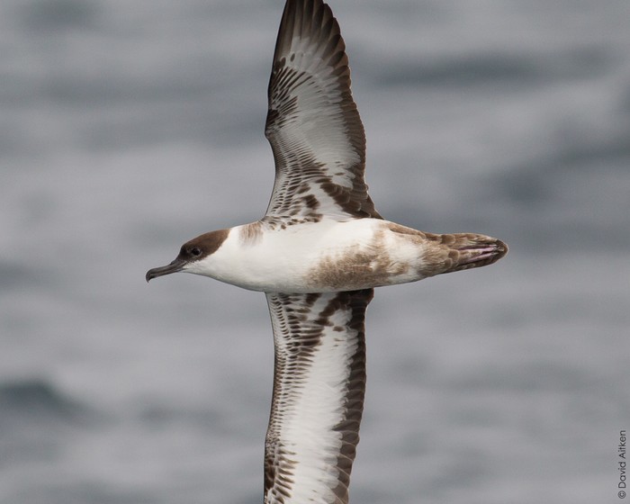 Great Shearwater