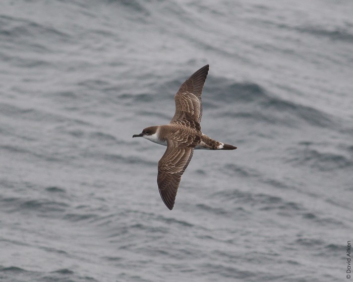 Great Shearwater