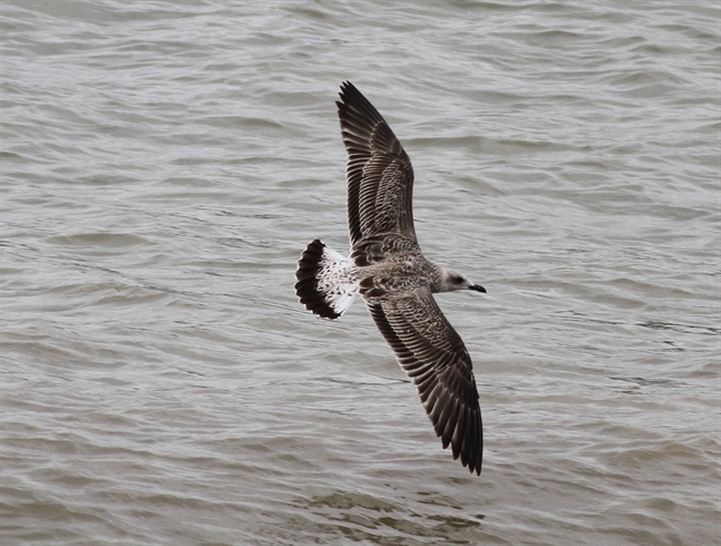 Yellow-legged Gull