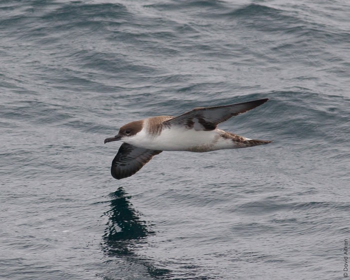 Great Shearwater