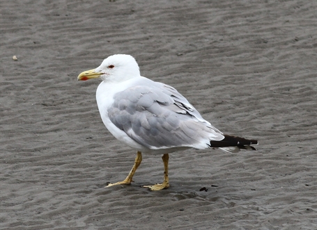 Yellow-legged Gull