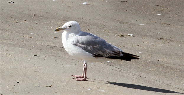 Yellow-legged Gull