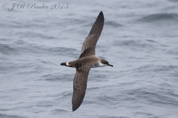 Great Shearwater