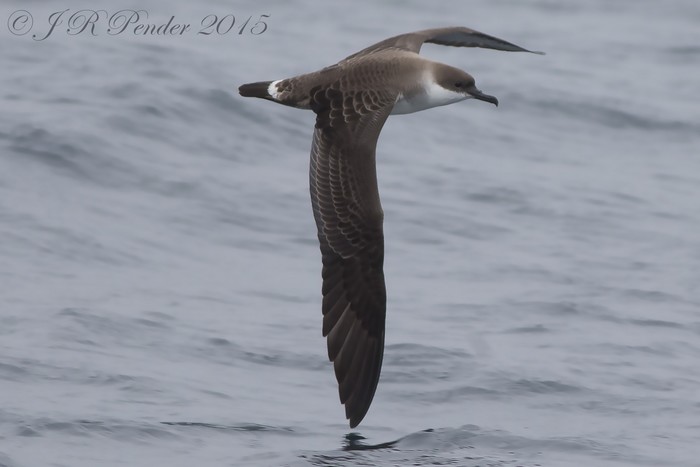 Great Shearwater