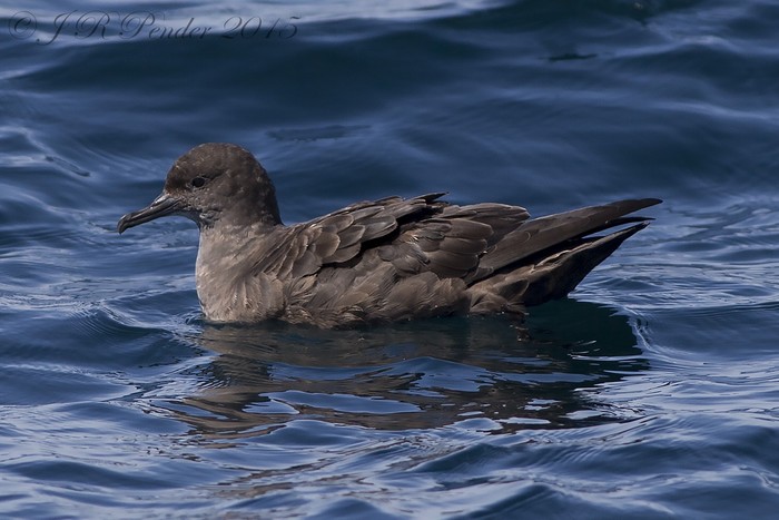 Sooty Shearwater