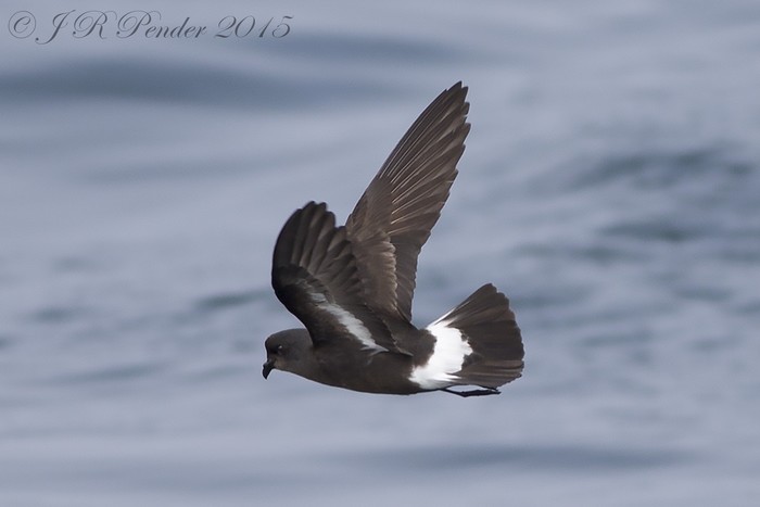 Storm Petrel